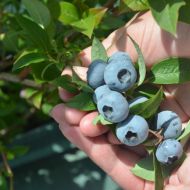 Саженец  Голубика Элизабет в контейнере